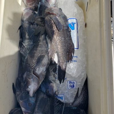Inshore fishing charter boat excursions ocean city maryland sea bass ocmd