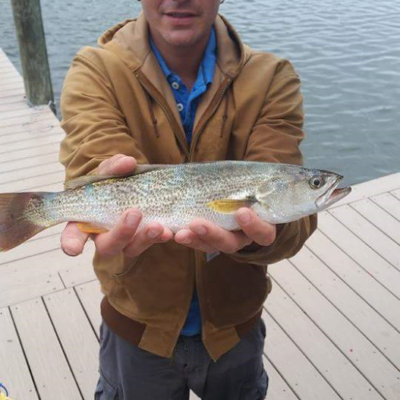 sea trout
